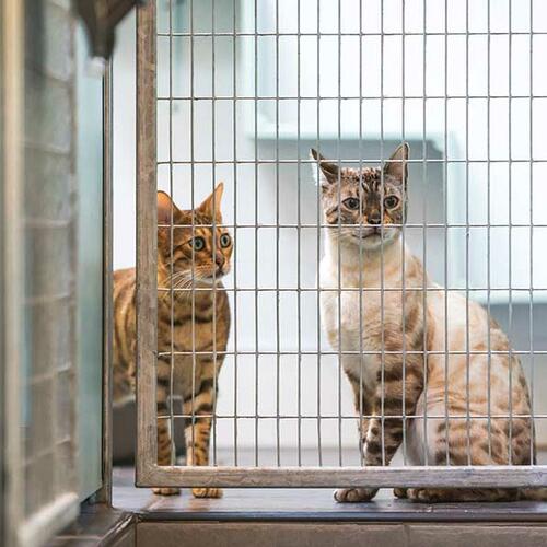 About us and our cattery