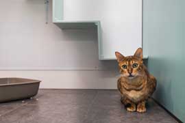 Our cattery facilities