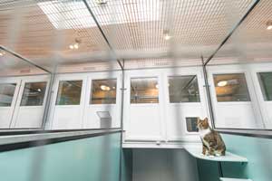 Cattery Stroud Gloucestershire